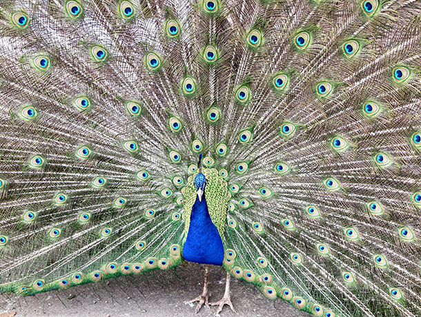 Peacock at Scone Palace (3)